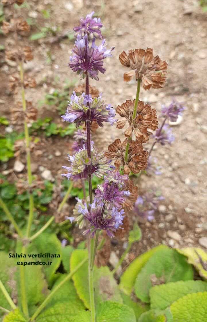  بذر مریم گلی یاسی 